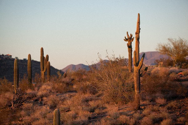 Desert scene with saguaro cacti and distant mountains