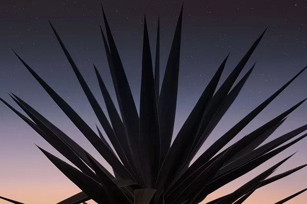 Spiky plant silhouette under a gradient sunset sky with stars.